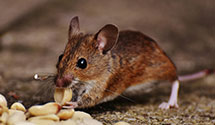 24 Hour & Emergency Exterminators in Roaring Spring, PA